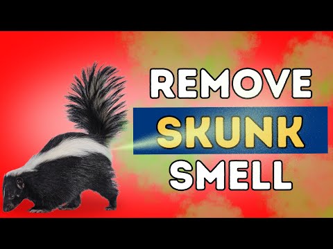 Skunk Smell Removal That Works Fast! Skunk Smell Removal That Works Fast!