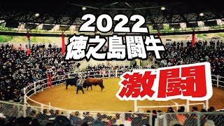 徳之島テレビ　撮影殺到中！？　2022 正月 徳之島闘牛【激闘編】