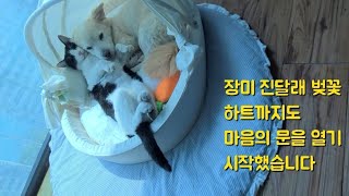 쩡남매의 275번째 이야기~동생들이 서서히 마음의 문을 열기 시작했습니다^^