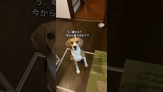 夜中に唐揚げをあげる飼主を心配するビーグル犬#犬#beagle