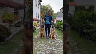 Trénuji dva ovčáky najednou 😍 Roxy a Rehessi 🐕 #germanshepherd #dogreels