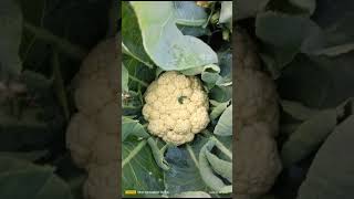 CFL 1522 cauliflower results in 17 May month syngenta cauliflower 1522 summer gobhi ki Verity