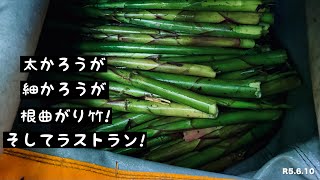 根曲がり竹採り今年最後!そして春の山菜採りラストラン! ［2023姫竹物語vol.4］