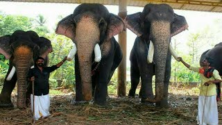 മംഗലാംകുന്ന് തറവാട്ടിലെ ആനകൾ '.