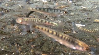 置戸のふ化場でシロザケの稚魚すくすく