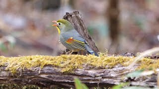 柳沢峠のソウシチョウの地鳴き　その１（4K60P動画）