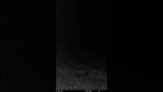 Āpsis #latvija #animals #wildanimals #trailcamera #forest #wildlife #hunting #predator #badger