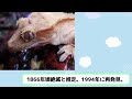 【2ch動物スレ】絶滅したと思われたが復活した生物を紹介していく！【なんj】 生き物 2ch