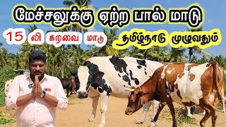 மேச்சலுக்கு ஏற்ற பால் மாடு / 15லி கறவை மாடு / சேலம் / கேரண்டியுடன் விற்பனை  @tamilvivasayi