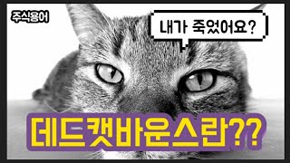 주식용어 - 데드캣바운스란?