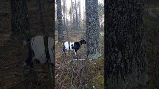 Коза Нарядка ломает дерево и Жак плачет, нельзя на минуту оставить его одного😆