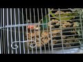 生後2ヶ月でおしゃべりインコに 2 months old~ talking budgie