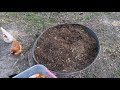 chicken composting ring in use