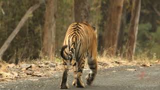 Choati Tara Road Show | Tadoba Andheri Tiger Reserve | Feb 2022 #tadobanationalpark