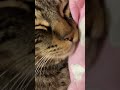 4秒で満足 みーちゃんと鼻チューできます 猫 猫のいる暮らし 猫のいる生活