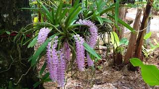 ไอยเรศบานที่สวนธารล้อม,กอนี้มี13ช่อ,Thailand orchid,Rhynchostylis Retusa,ติดต่อ 0964696359