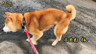 老犬ホーム　　お散歩