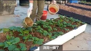 楼顶种菜：移栽8天的菜苗，这样浇上自己沤的肥水，很快有菜摘了