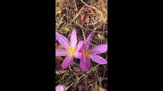 Colchicum autumnale- Autumn Crocus