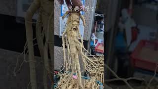 토박이도 처음 본 6년근 대물 풍기 인삼 #Shorts