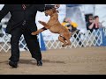 Creating a smooth Gait - with Eric Salas