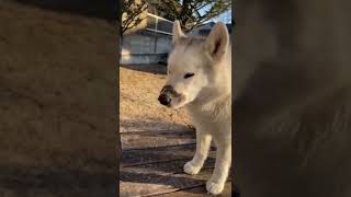 くちを泥まみれにして気まずそうにする犬【シベリアンハスキー】