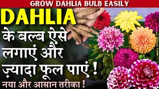 Dahlia के बल्ब ऐसे लगाएं और ज़्यादा फूल पाएं || नया और आसान तरीका || Grow Dahlia Bulb Easily