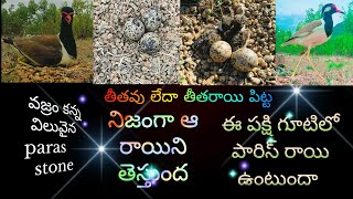 కోట్లు విలువ చేసే పారస్ రాయి పక్షి  daimand renge Paras stone 10 cross