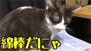 発情期猫みーちゃん、机にのってうろちょろ、綿棒で沈めてあげると床でゴロゴロしたと思ったら一直線に上に登りゴロゴロ、可愛い…