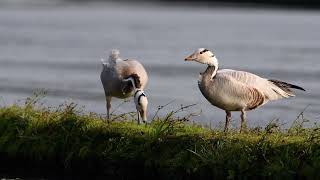 The first record in Taiwan! 斑頭雁覓食 Bar-headed goose foraging 宜蘭 20210116