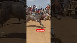 Sankranthi Abba Kothapet#shorts #trendingshorts #youtubeshorts #jallikattu