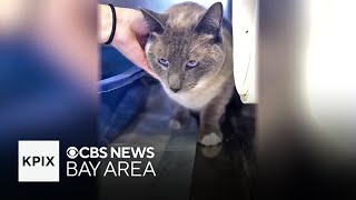 A Cat gets lost at Yellowstone is rescued 800 miles away in California