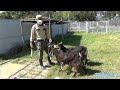 ★♪ミミナガヤギさんの移動トレーニング♪天王寺動物園を取材！★動物園の新しい楽しみ方＝シェアピ式♪