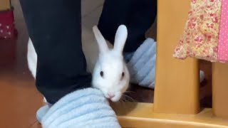 さくちゃんは長男の足の周りをくるくる🐇💨