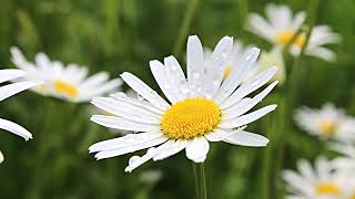 Close Up Video Of Daisy Flower - 4K Stock Videos | Free stock footage - NoCopyright | All Video Free
