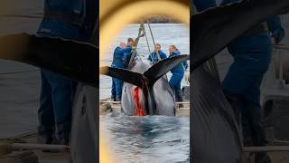 a bearded sailor gently cradling a newborn baby whale wrapped in a tarp on the deck of ship