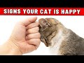 7 Things That Make Your Cat Happy - You Would Never Suspect!