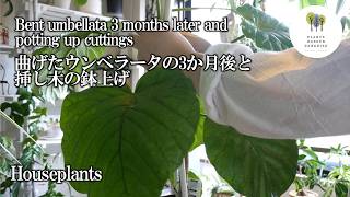 【観葉植物】曲げたウンベラータの3か月後と挿し木の鉢上げ Bent umbellata 3 months later and potting up cuttings [Ficus]