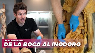 Boca, panza y baño. El camino de la comida!