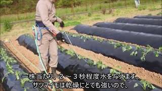 [subtitled]サツマイモの苗挿しと灌水　Sweet potato seedling planting \u0026 irrigation