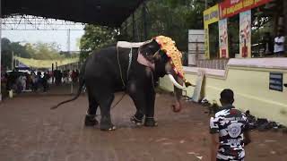 Thrissur Pooram 2022 Elephant Aggressive Behavior// Aana edanju // തൃശ്ശൂർ പൂരം ആന ഇടഞ്ഞു 2022