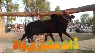 Bisakhi Mela Ahsan pur Bail Mashori والا #Malik Zafar Mughal Mashori