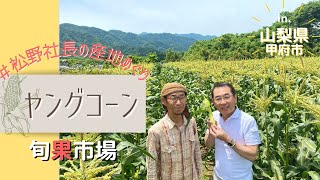 【全国産地視察】山梨県「ヤングコーン」〜旬果市場〜