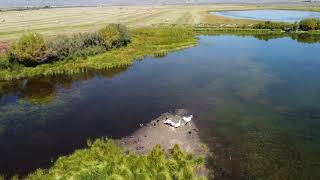 Pelicans on Cowdrey Lake - Walden, CO