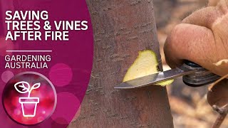 Bring fruit trees back to life after fire damage | Recovery after bushfires | Gardening Australia