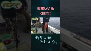 美味しい魚アカハタ!!#shorts【釣りよか切り抜き】