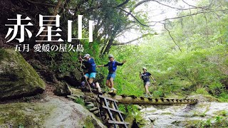 【登山】赤星山 五月愛媛の屋久島へ 山友さんと登って来ました