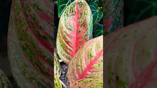 Aglaonema Treasure Of Siam (TOS) #shorts #aigarden #aglonema