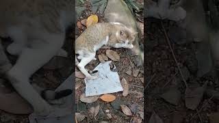 അയ്യോ എന്നെ കൊല്ലാൻ വരുന്നേ🤣🤣#cutecat #funnyvideo#shorts