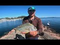 nelson bay breakwall fishing plus beach fishing